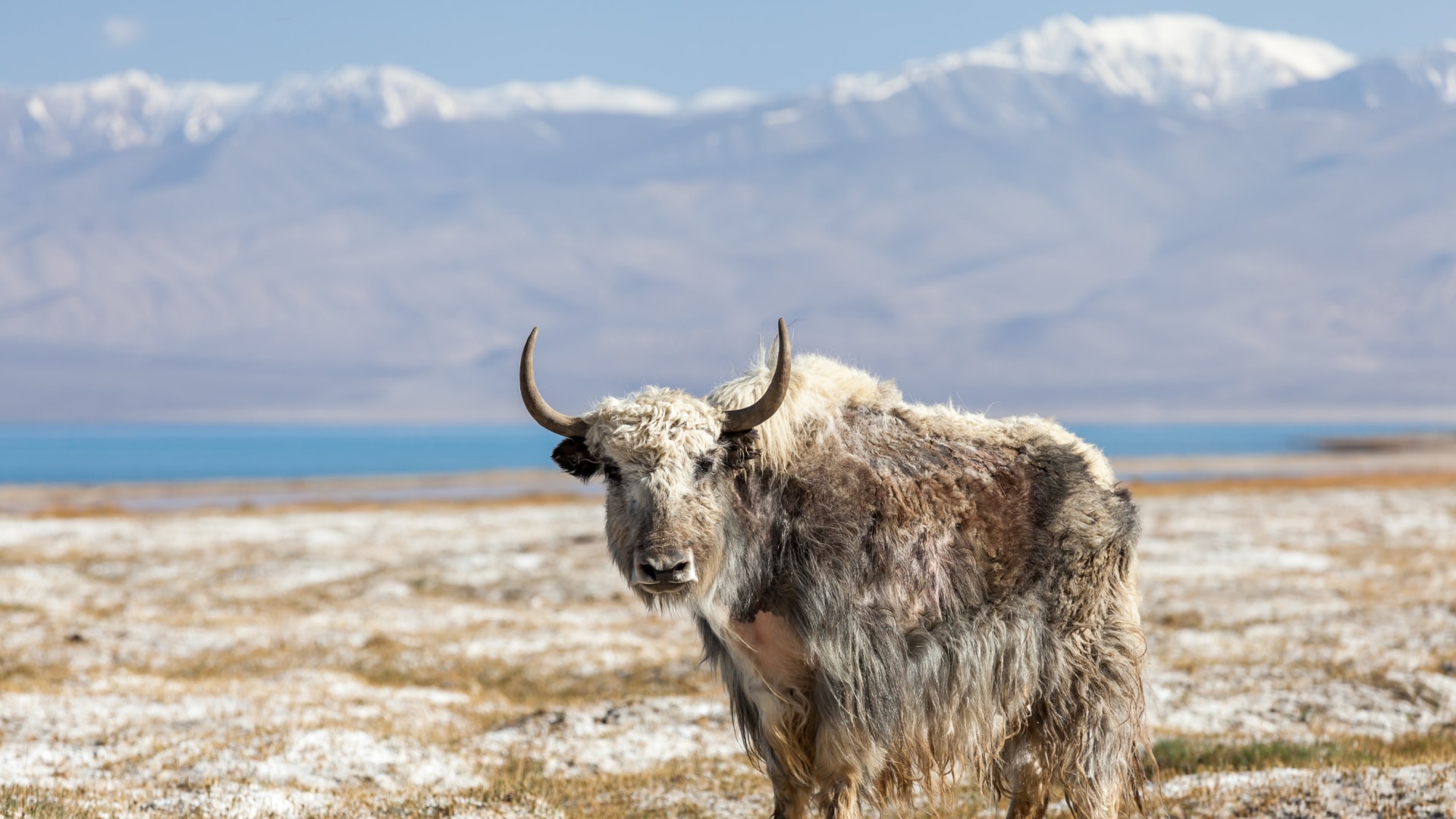 MWR Exklusiv - Pamir-Highway zum Fedtschenko-Gletscher